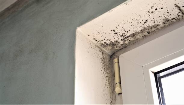 Best Airborne Mold Testing  in Livingston, MT