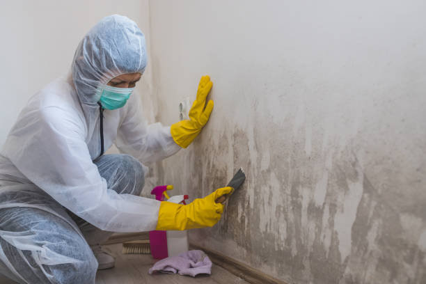 Best Attic Mold Removal  in Livingston, MT