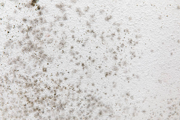 Best Mold Documentation for Insurance Claims  in Livingston, MT