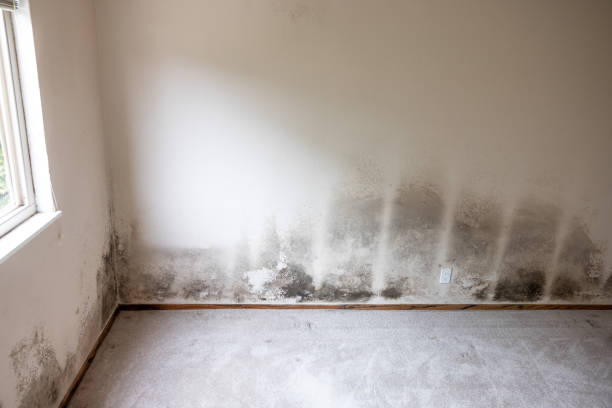 Best Dehumidification Services  in Livingston, MT