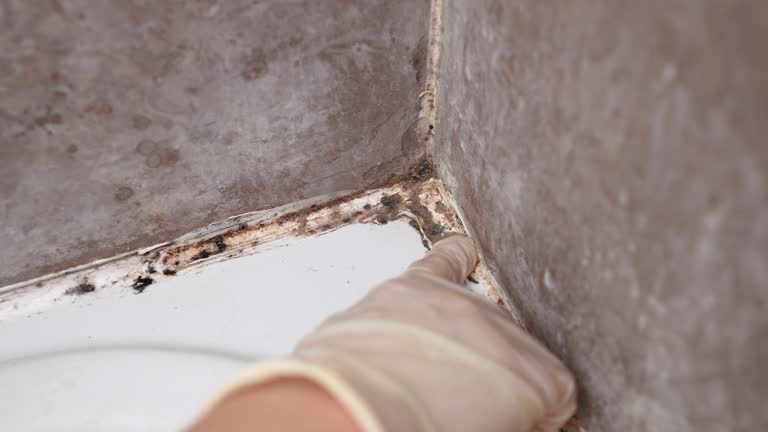  Livingston, MT Mold Removal Pros